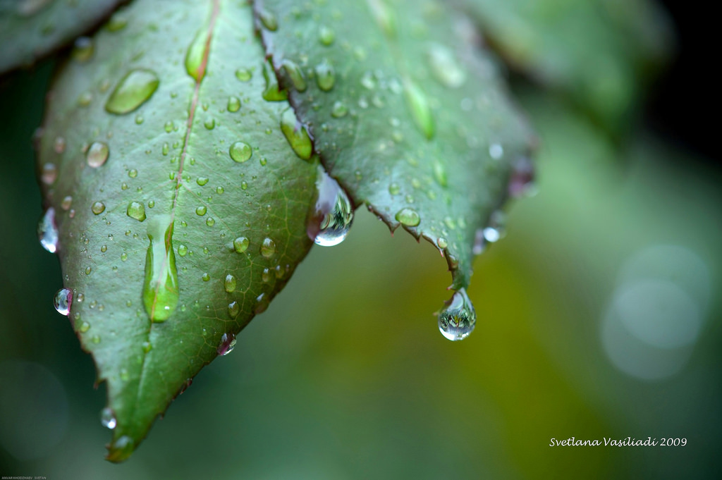voda, zelená, Kánon, růže, bokeh, rosa, Texas, Houston, list, prozkoumat, pokles, prozkoumal, kapky, kapičky, vegetace, HBW, zajímavost, anawesomeshot, zblízka, makro fotografie, závod stonek, vlhkost, Svetlana, svetanphotography, svetlanavasiliadi, russiantexas, svetan, rostlinné patologie, marquisa, exploreddec22009164, svetalanavasiliadi