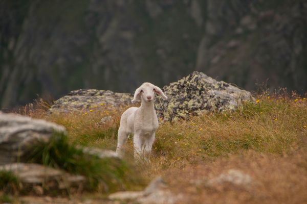 lamb,sheep,cub,mountains