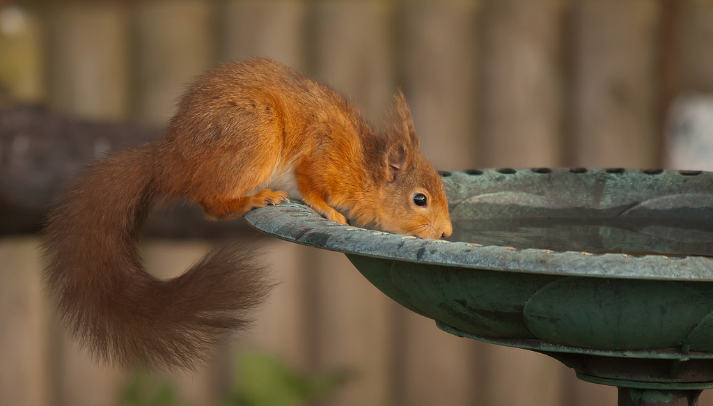 ocas, voda, Příroda, Červené, veverka, napít se, Volně žijících živočichů, Nikon, kníry, hlodavec, Northumberland, pruhovaná veverka, divoký, fauna, savec, nikond70, fox veverka, čenich, organismus, ohrožený, huňatý, redsquirrel