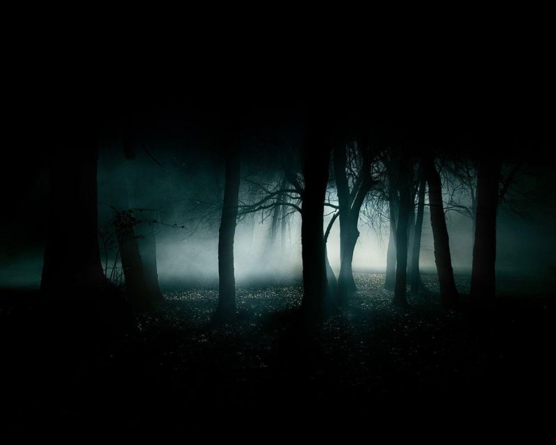 sunlight, forest, night, morning, mist, moonlight sunlight, forest, night, morning, mist, moonlight