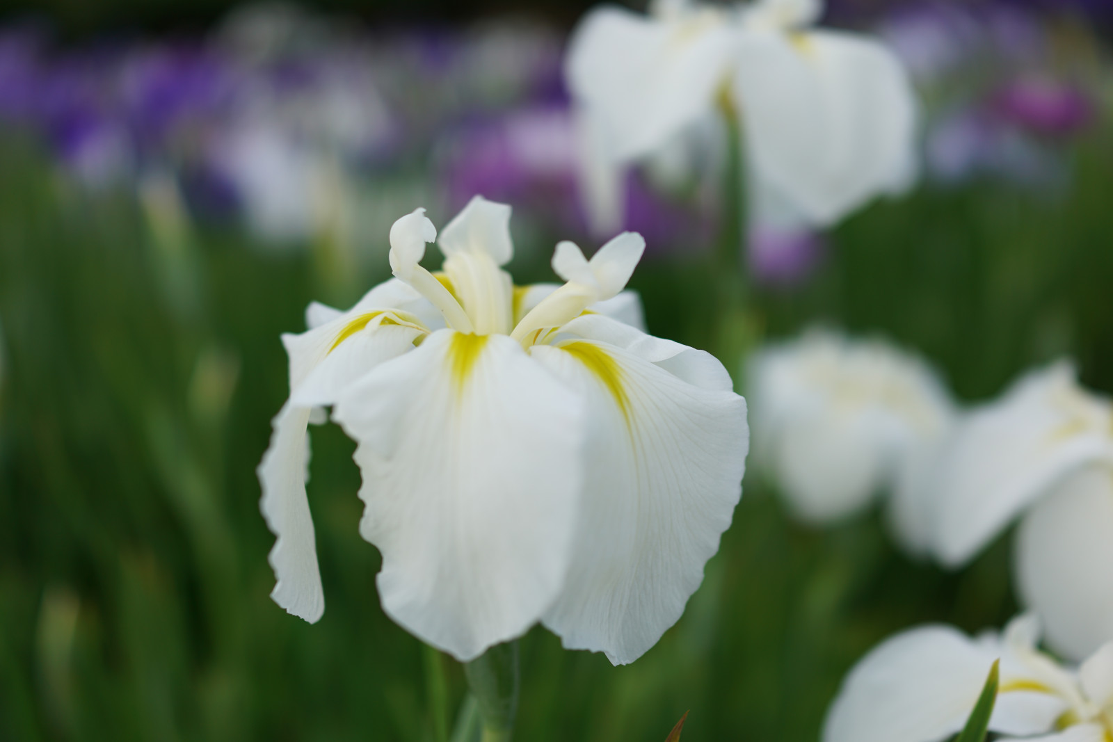 Japonsko, Sony, květ, Tokio, RX1R, Duhovka, jp, květ, rostlina, narcis, flóra, CC, Zeiss, okvětní lístek, horikiri, rx, rx1, rx1rm2, rx1rmark2, CreativeCommons, divoká rostlina, botanika, suchozemská rostlina, kvetoucí rostlina, makro fotografie