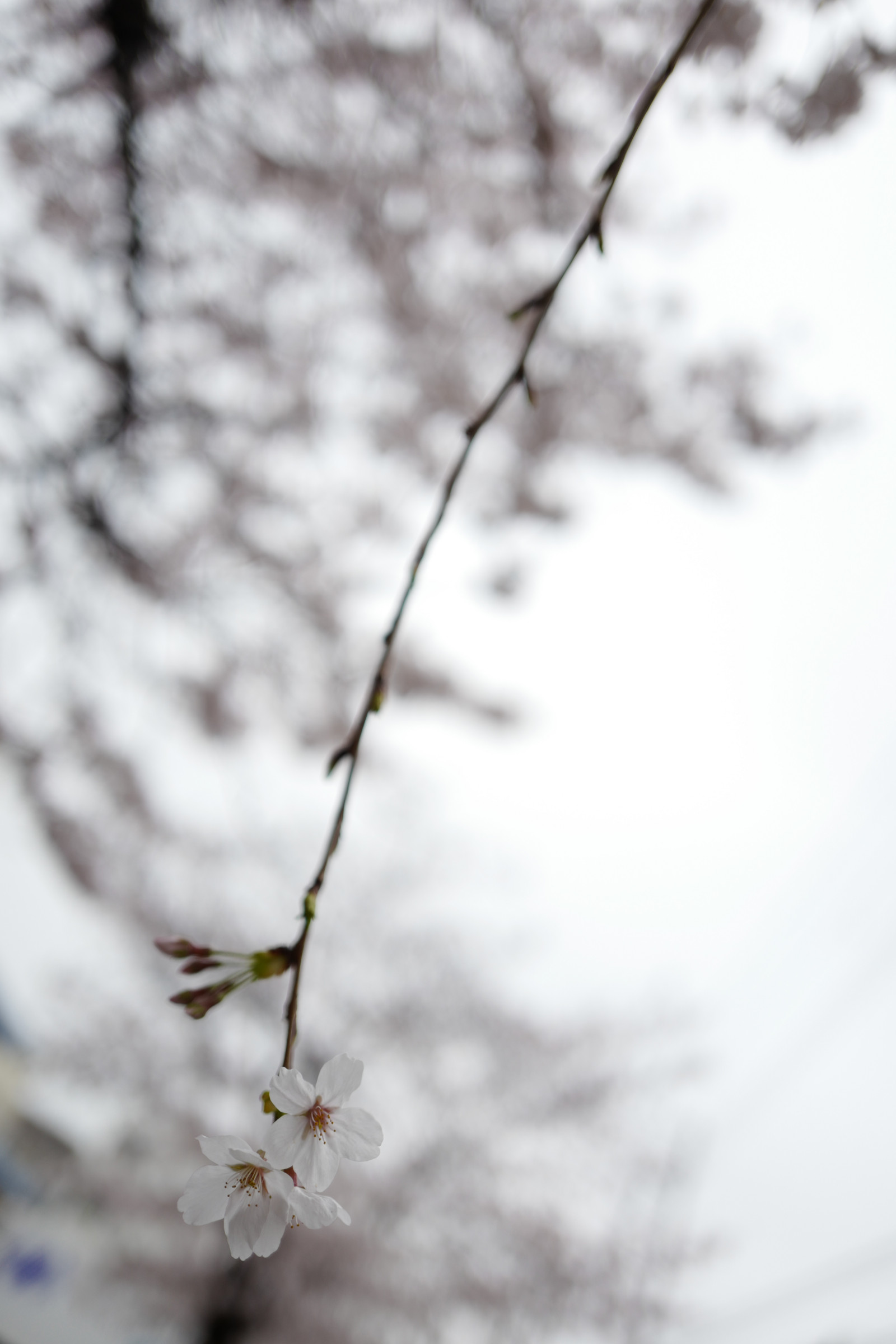 Japonsko, slunečnímu záření, bílý, černobílý, sníh, zima, větev, led, mráz, Třešňový květ, květ, jaro, Leica, Tokio, zmrazení, jp, strom, list, květ, počasí, rostlina, sezóna, třešeň, sakura, flóra, Ikegami, ota, summilux, leicaq, summilux1728, q, 1728, třešňové květy, větvička, Černý a bílý, monochromatické fotografování, dřevina, závod stonek