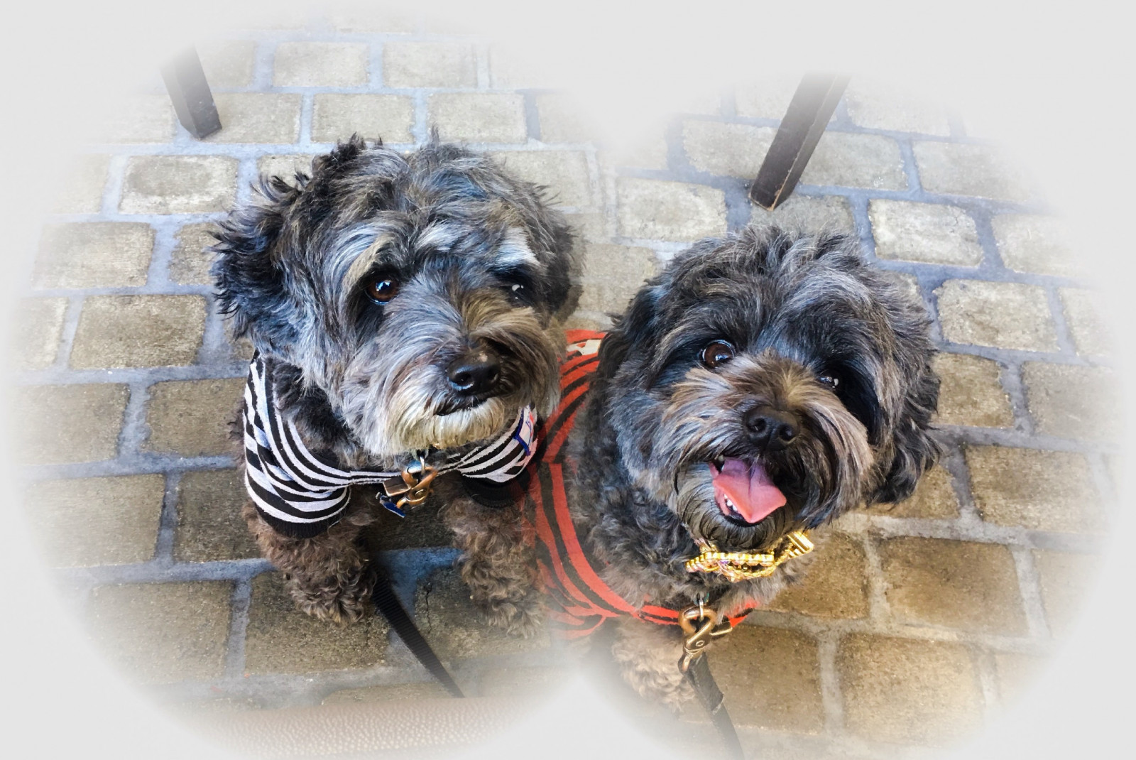 mia, Kia, hypoalergenic, pudl, yorkie, směs, yorkiepoo, terripoo, malý, načechraný, střapatý, Hybridní