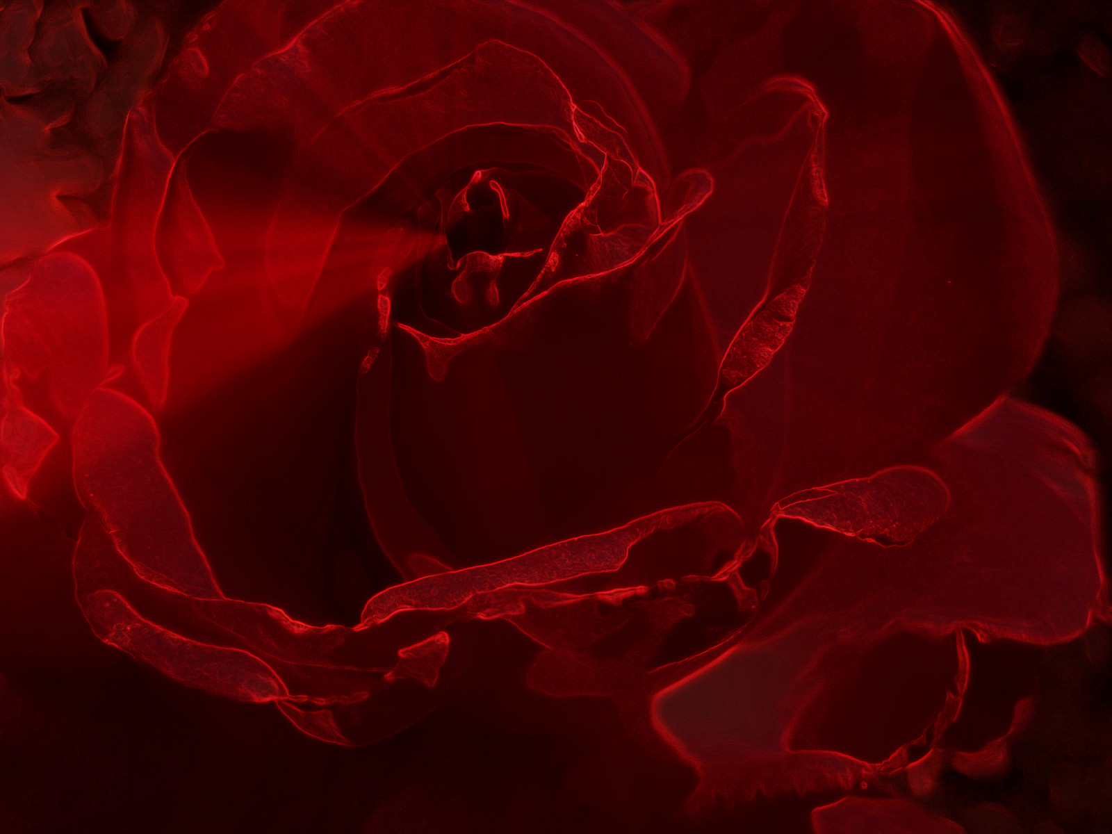 rød, Rose, lyserød, KUNST, smuk, blomst, plante, flora, fantastiske, mørke, kronblad, awesomeblossoms, silveramazingdetails, computer tapet, blomstrende plante, tæt på, makrofotografering, stadig liv fotografering, haveroser, rosenfamilien, steg ordre, ipiccy, floribunda, brainybee