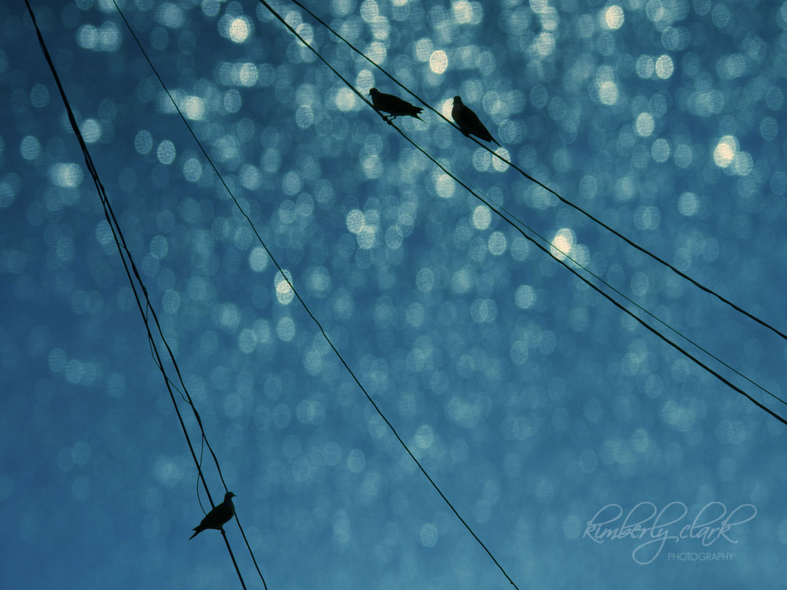 modrý, pták, ptactvo, silueta, ptáček, tři, bokeh, pondělí, kos, tři malí ptáčci, bokehlicious, abigfave, anawesomeshot, bokehland, bokeholic