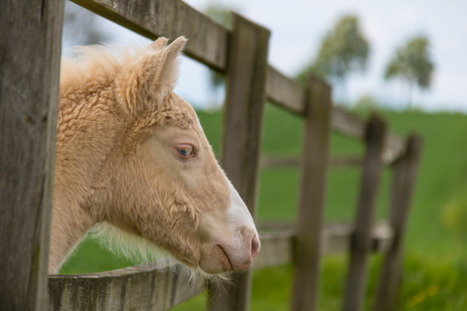 ม้า, หญ้า, ฟาร์ม, ลา, สัตว์, h st, djur, ทุ่งเลี้ยงสัตว์, ลูกอ่อน, f l, ม้า, สัตว์ป่า, สัตว์เลี้ยงลูกด้วยนม, สัตว์มีกระดูกสันหลัง, สร้อย, ม้าเหมือนสัตว์เลี้ยงลูกด้วยนม, การเลี้ยงปศุสัตว์