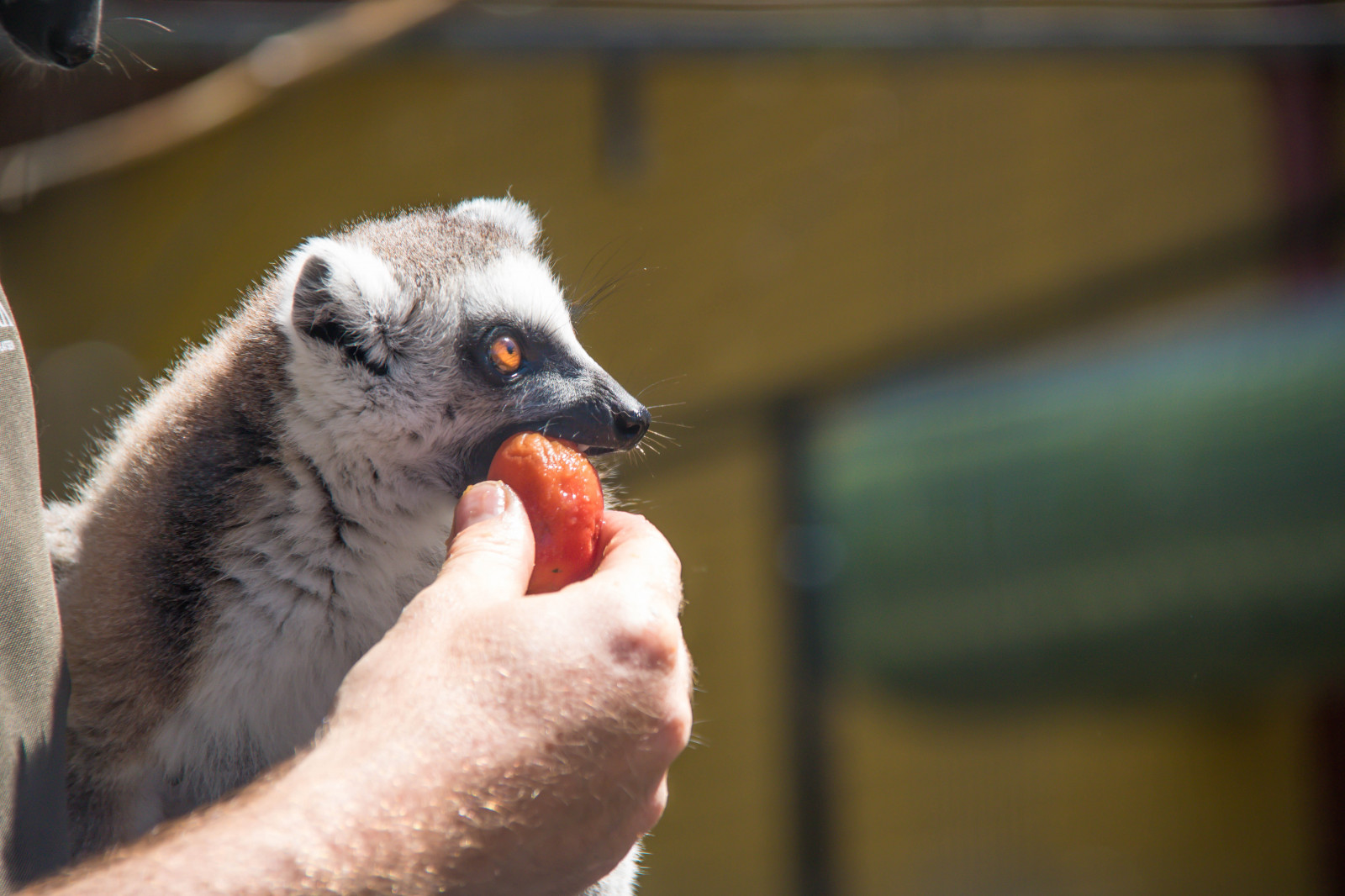 Volně žijících živočichů, zoologická zahrada, zvíře, DJUR, Ystad, exif modelu canoneos760d, Kamera aby kánon, Model fotoaparátu canoneos760d, geolocation, EXIF čočka efs18200mmf3556is, EXIF otvor 56, exif focallength 200mm, exif aby kánon, EXIF isospeed 125, sk RBY, ystaddjurpark, lemur, fauna, savec, obratlovců, zblízka, primát