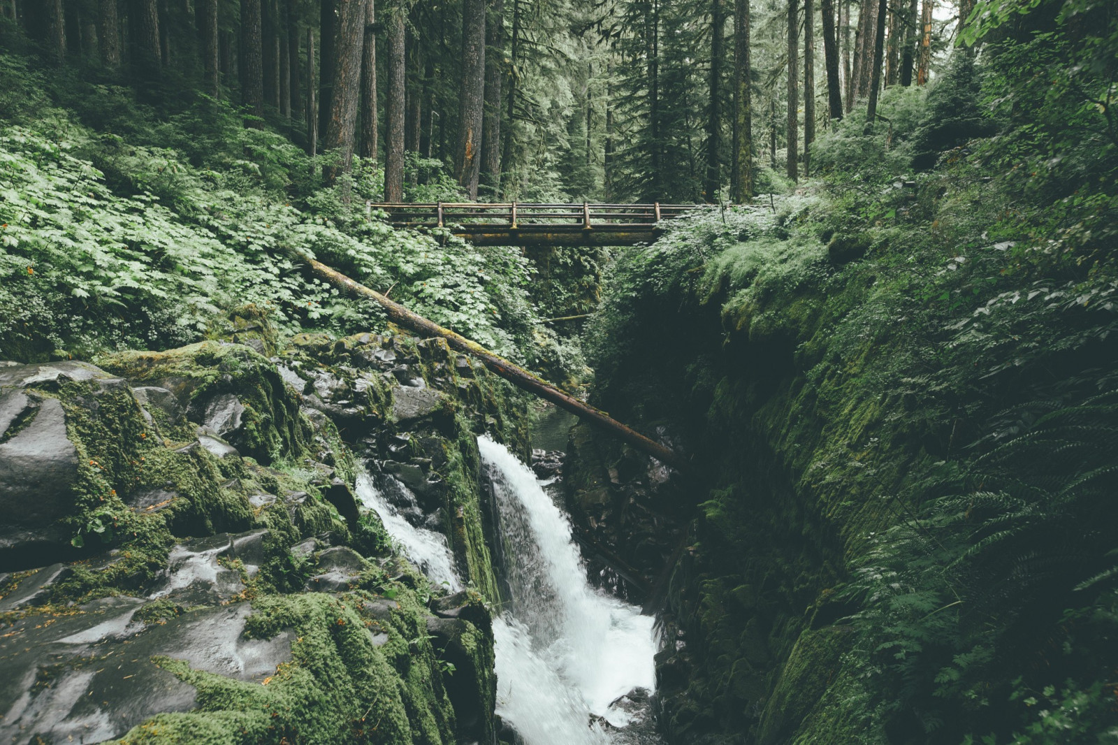 2048x1365 px, skog, flod, träd