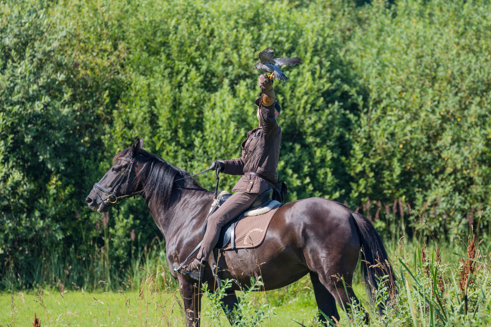 cavallo, Danimarca, Falco, uccello, birdofprey, Danmark, pascolo, f gel, modello canoneos760d exif, geocountry, Marca fotocamera Canon, Geocity, modello di fotocamera canoneos760d, geostate, geolocalizzazione, apertura exif 56, exif fare canon, exif ISOSPEED 200, ef70300mmf456lisusm lente exif, exif focalLength 300 millimetri, Skagen, gel rovf, eagleworld, rnreservatet, falk, Falkoner, falkonerare, prato, cavalla, ranch, equestrianism, sport animali, cavallo come mammifero, stallone, cavallo mustang, pista di equitazione, bestia da soma, pascolo, endurance, eventing