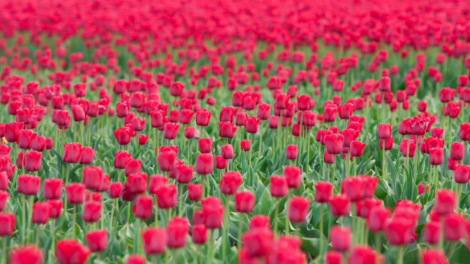 Wallpaper flowers, tulips, field, golf, flower, tulip, petal, land