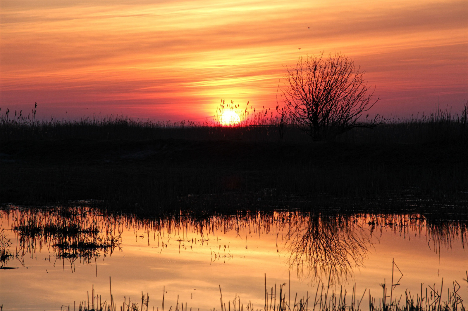 Wallpaper : sunset, lake, nature, reflection, field, sunrise, evening ...