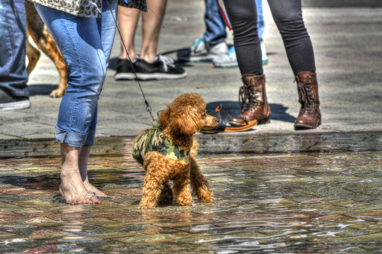Wallpaper dog, feet, water, warm, wading 6000x4000 1096676 HD