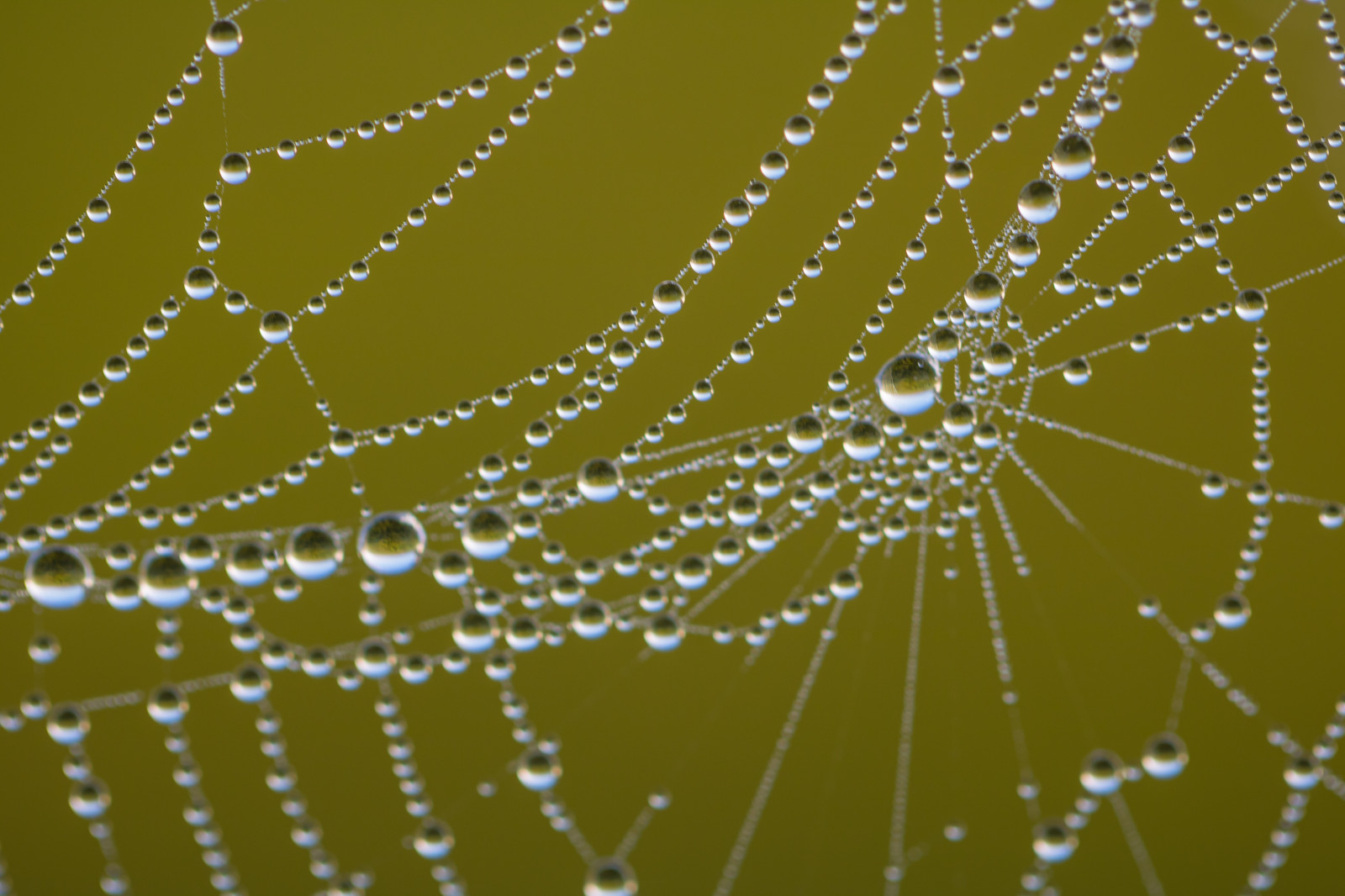 voda, Příroda, makro, vzor, pavouk, rosa, pavoukovec, web, vatten, makro, natur, spindeln t, materiál, kapička, exif modelu canoneos760d, geocountry, Kamera aby kánon, geocity, Model fotoaparátu canoneos760d, geostate, geolocation, exif aby kánon, droppe, EXIF isospeed 100, m nster, exif focallength 100mm, EXIF ef100mmf28lmacroisusm čočka, Dagg, EXIF otvor 35, fauna, zblízka, makro fotografie, bezobratlý, vlhkost, členovců, pavoučí síť