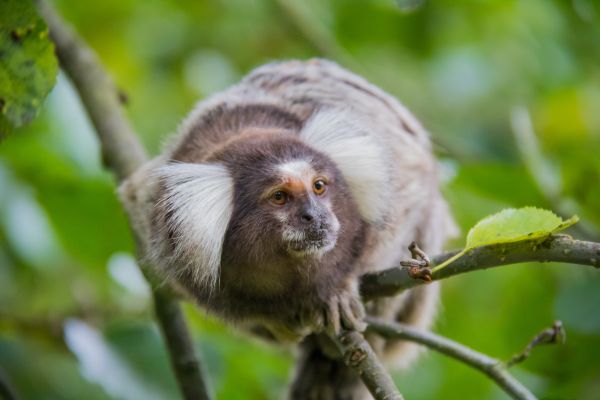 nature,branch,wildlife,monkey,Denmark,danmark