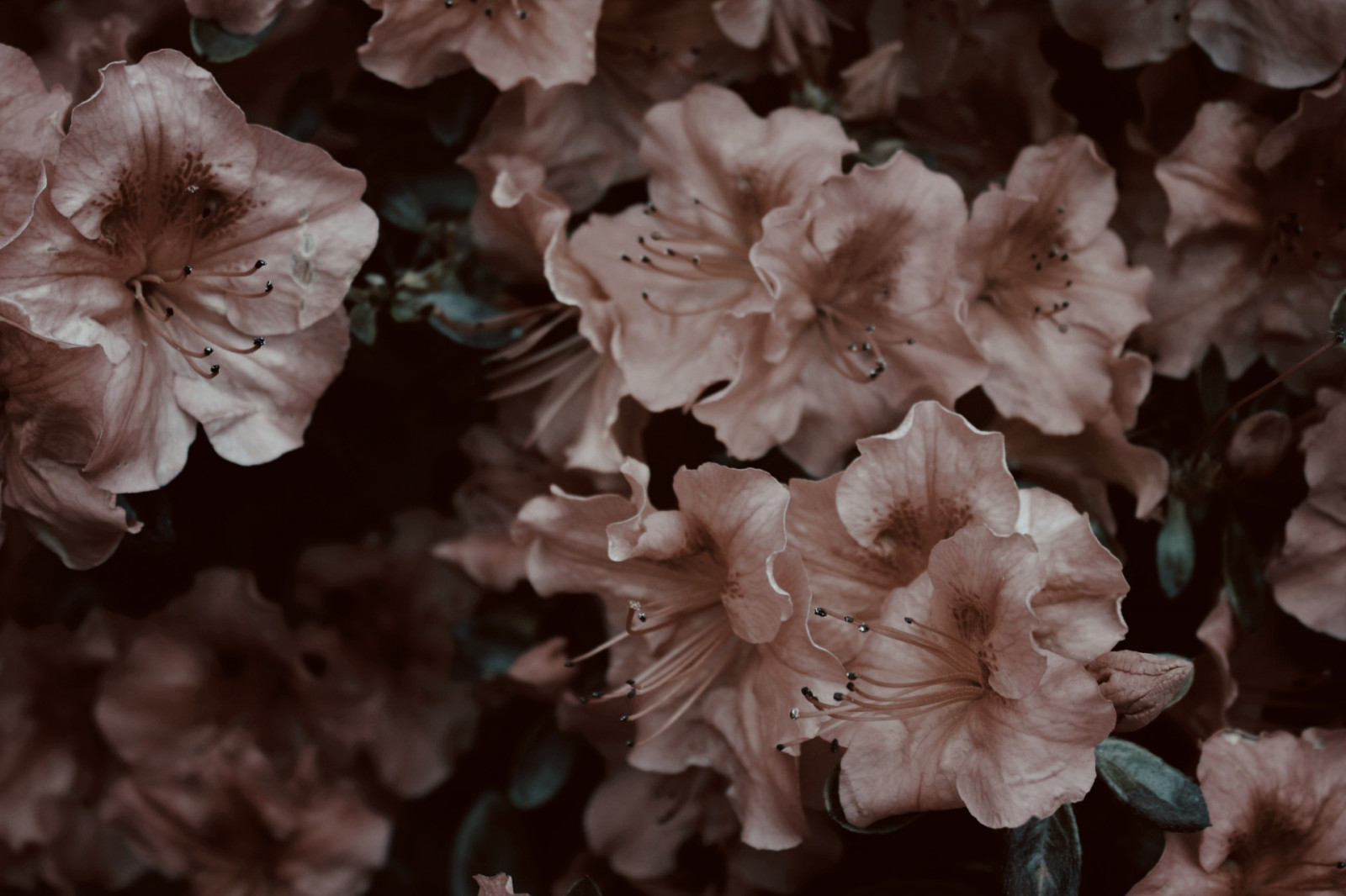 Wallpaper : hibiscus, pink flowers 1920x1280 - CrescentDance - 1173972