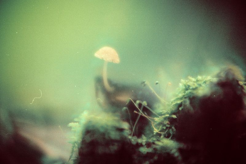 makro fotografie, zblízka, atmosféra, fotografování, Atmosféra Země, jev makro fotografie, zblízka, atmosféra, fotografování, Atmosféra Země, jev
