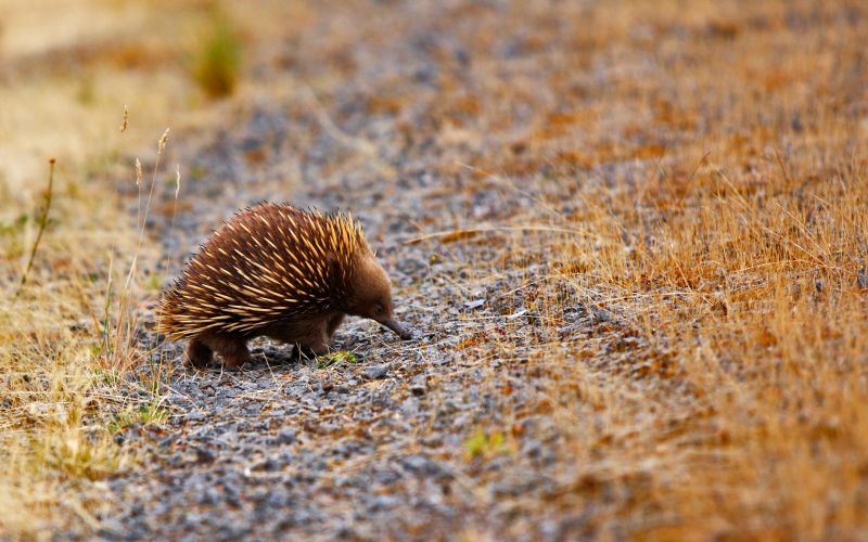 zvěř, Příroda, Volně žijících živočichů, savci, podzim, fauna zvěř, Příroda, Volně žijících živočichů, savci, podzim, fauna