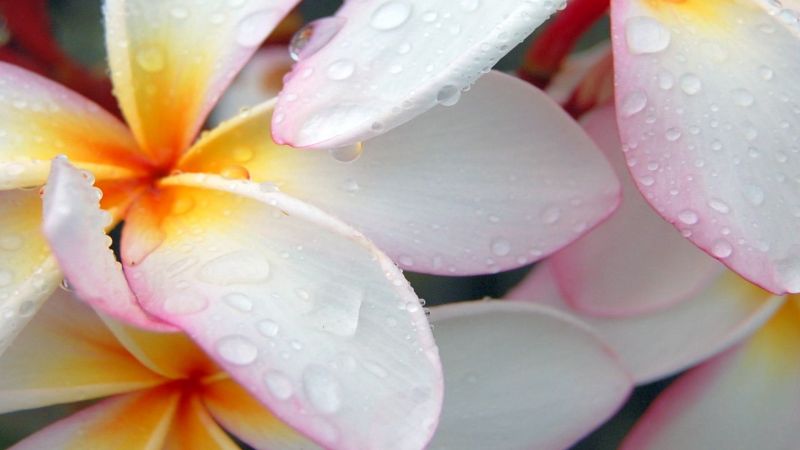 Blumen,Flecken,Tropfen,Nahansicht