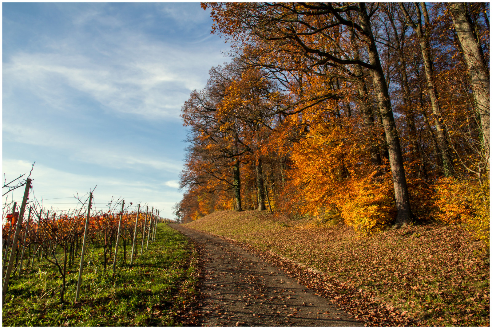 Fall In German Season Wallpaper : autumn, fall, Germany, landscape, deutschland, colours ...