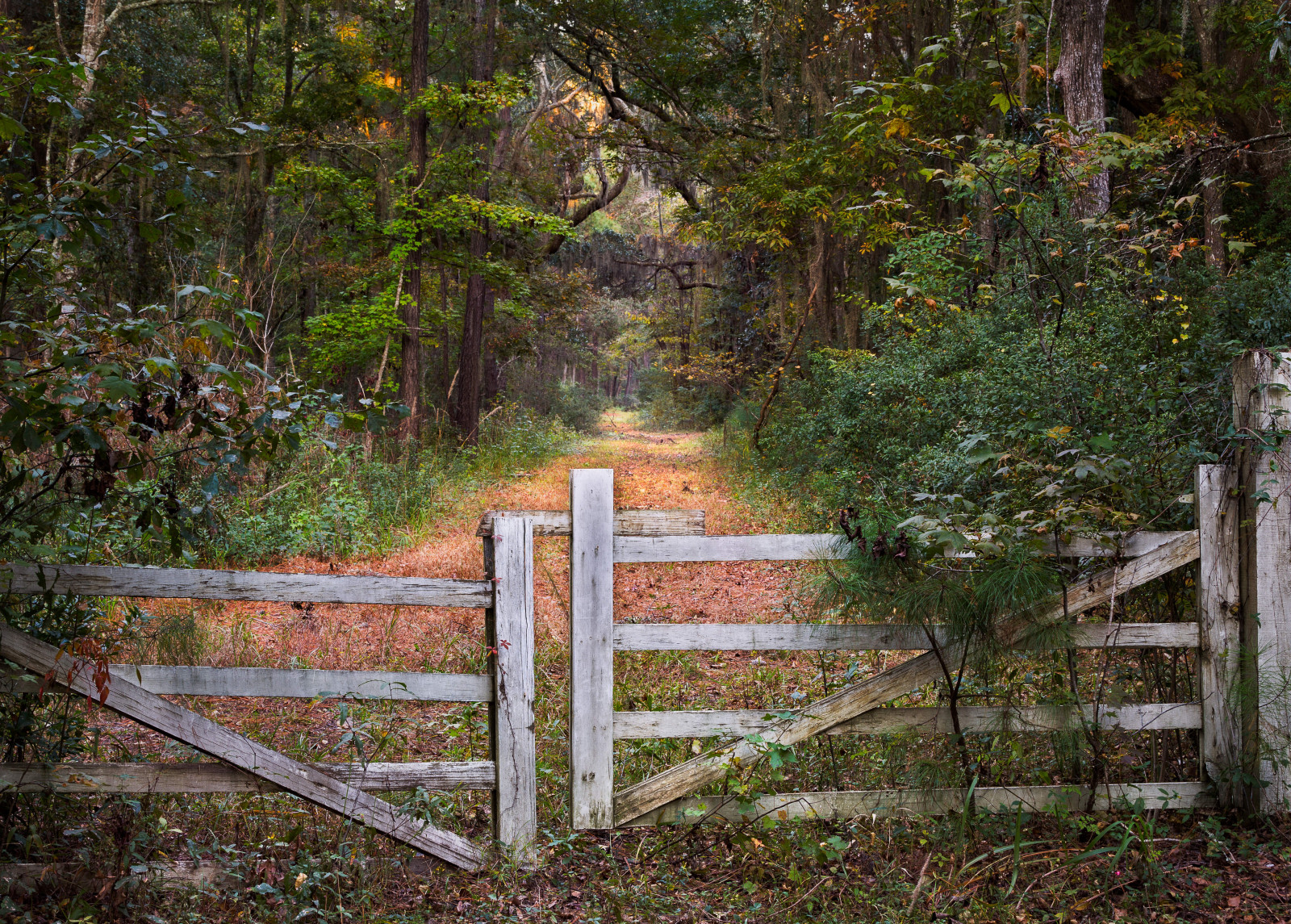 Wallpaper forest, nature, wood, fence, wilderness, gates, tree