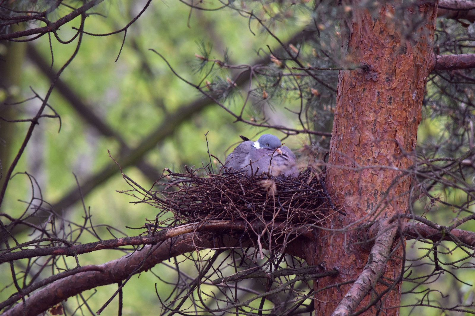 Skov, fugle, natur, afdeling, dyreliv, forår, træ, efterår, blomst, fugl, flora, rede, fauna, skov, siddepinde fugl, fugl reden