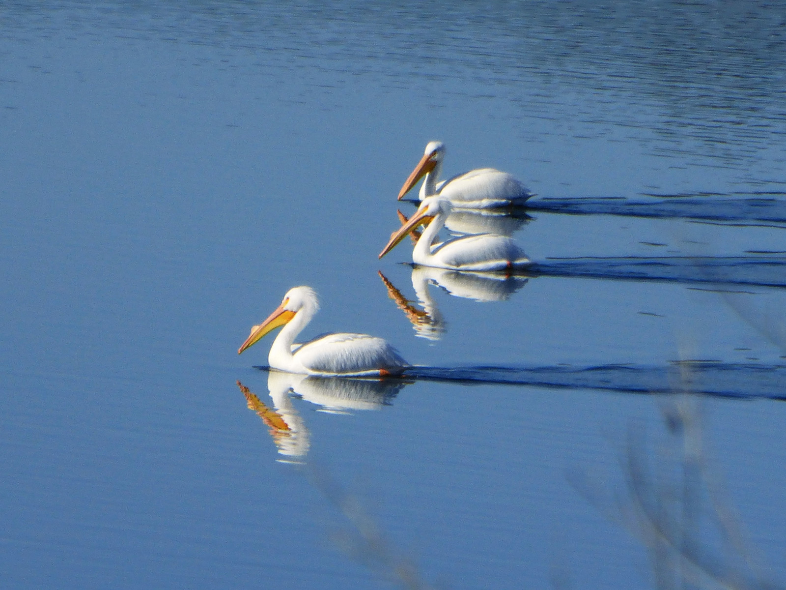 ebparksok, ebrp, quarrylakes, fremontca, sfbayarea, sø, fugl, hvid