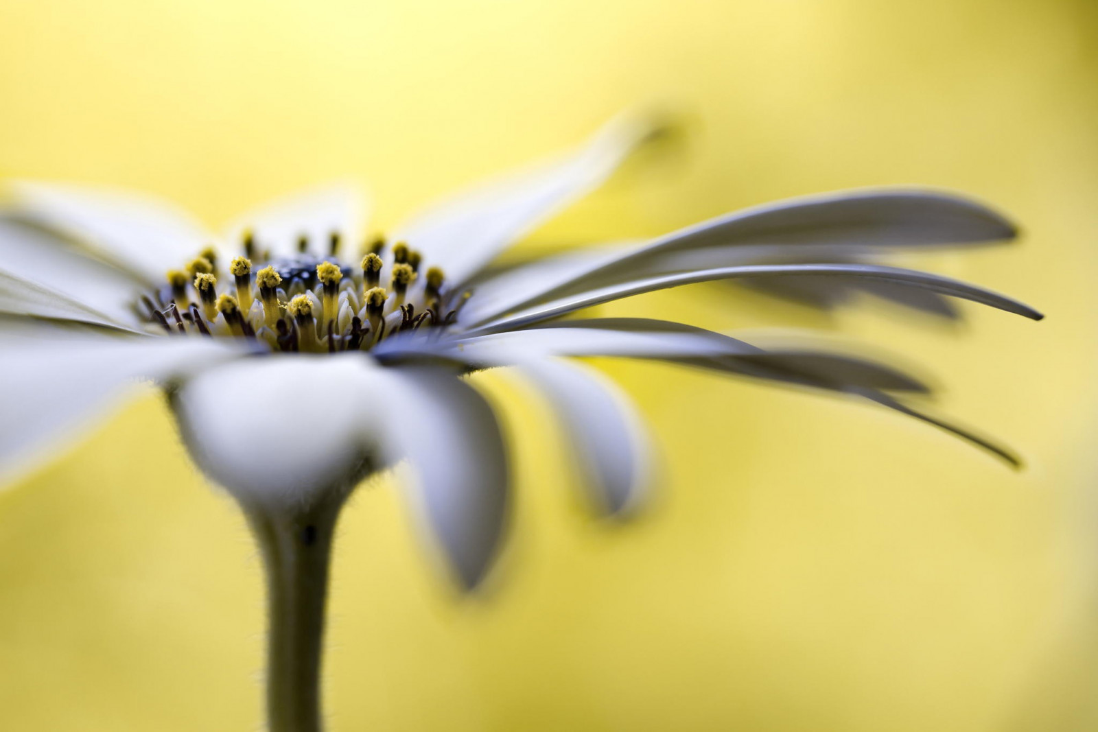 Flores, natureza, fotografia, ramo, amarelo, folha, flor, plantar, flora, pétala, Planta de terra, Planta de florescência, fechar-se, Macro fotografia, Família da margarida