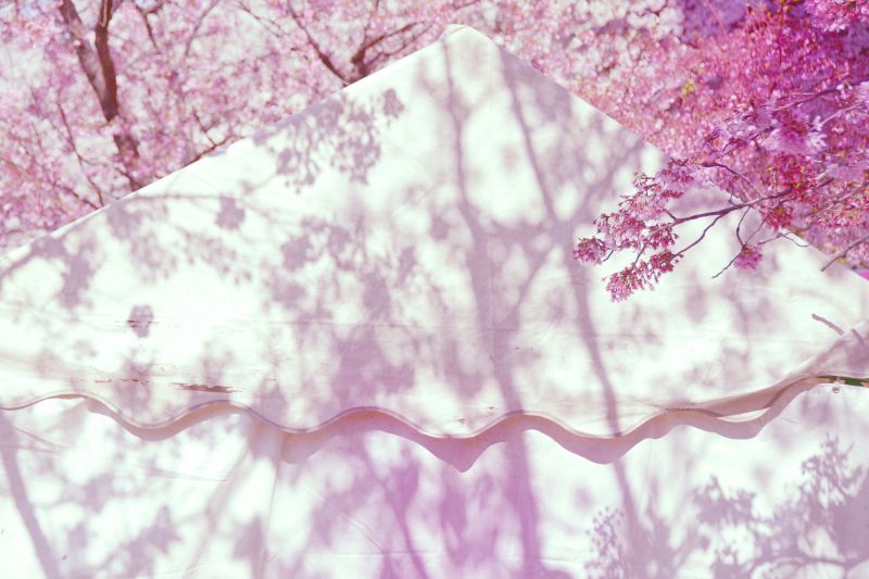 japan,gren,körsbärsblom,blomma,rosa,vår