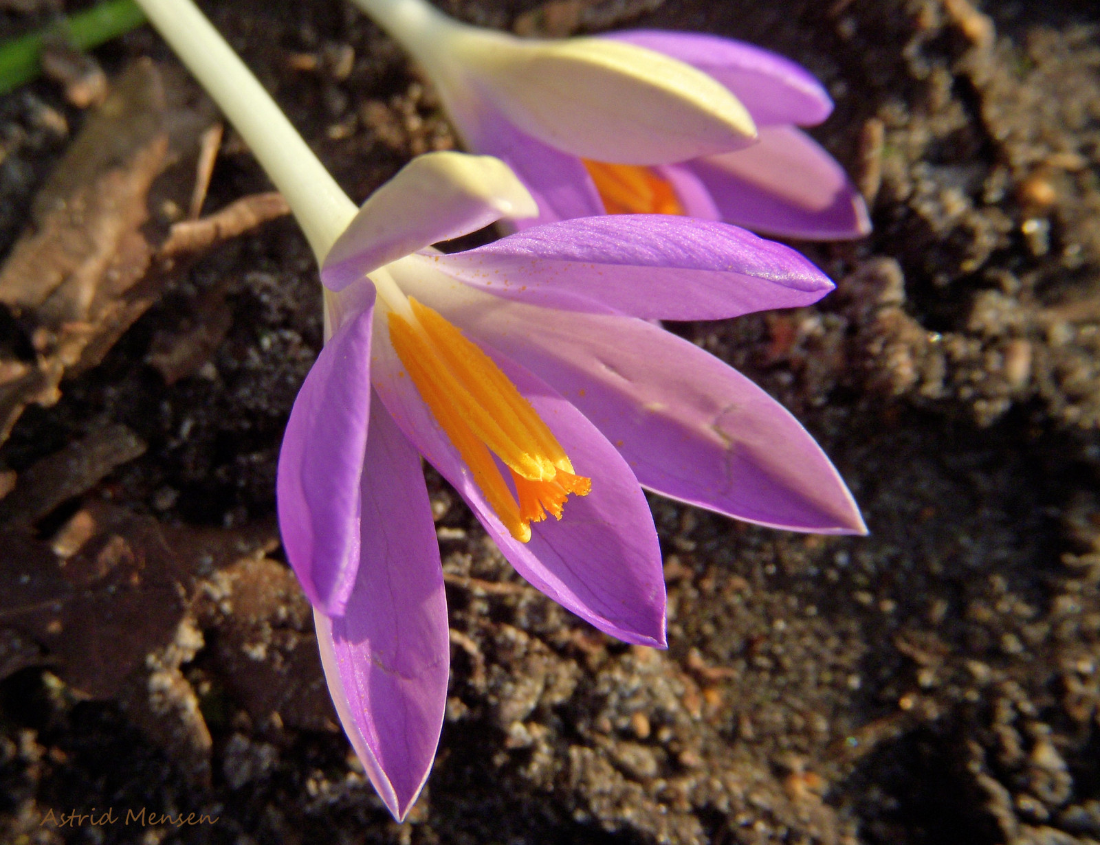 2015, krokus, list, květ, rostlina, flóra, lila, okvětní lístek, divoká rostlina, botanika, suchozemská rostlina, kvetoucí rostlina, kolouch lily, makro fotografie, iris rodina, februari, vroeg