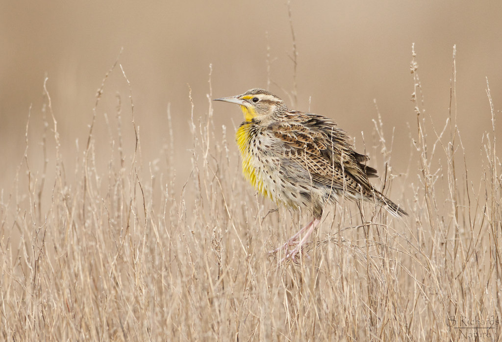 Fondos de pantalla naturaleza, fauna silvestre, Canadá, Nikon, búho