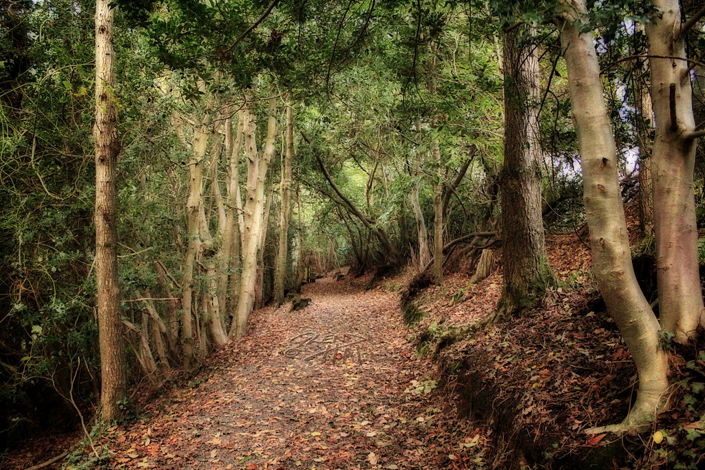 slunečnímu záření, stromy, les, listy, Příroda, zelená, Kánon, Irsko, divočina, říjen, džungle, tunel, cesta, kufry, Spojené království, 2013, deštný prales, GIMP, strom, podzim, list, baldachýn, rostlina, les, hala, stezka, cesty, plantáž, 60d, canon60d, zálesí, půda, Severní Irsko, místo výskytu, přírodní prostředí, dřevina, ekosystém, biome, kufr, keř, prales, opadavý, zelenina, Glenda, Ulster, dayout, Armagh, Krajinný park, Tandragee, closingin, countyarmagh, coarmagh, clareglen, glendahall