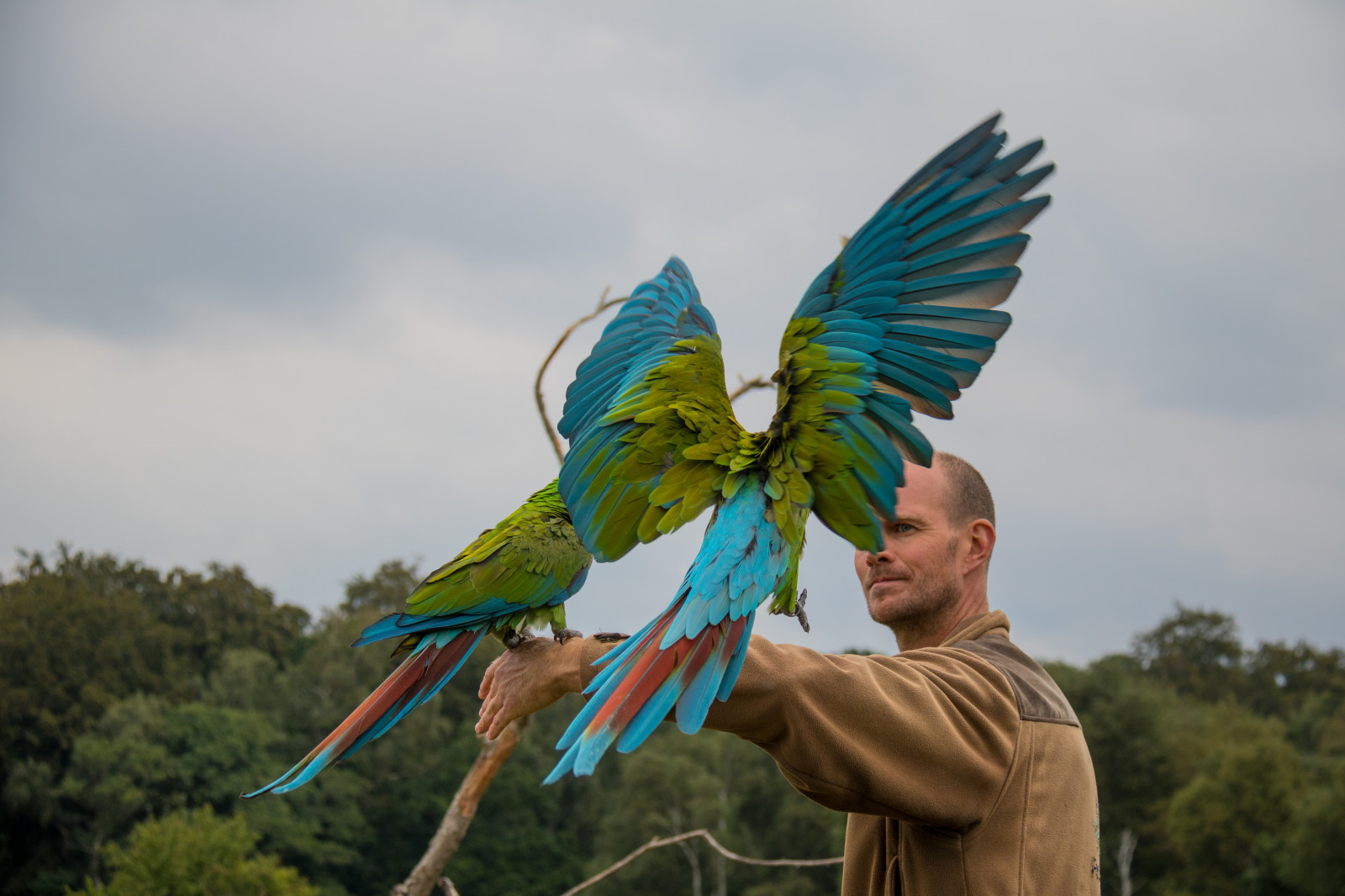 Parrots Denmark Wallpaper : parrot, green, blue, Denmark, bird, danmark, f gel, exif ...