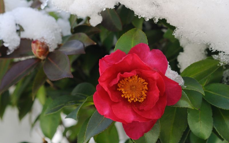 工場,花,葉,雪