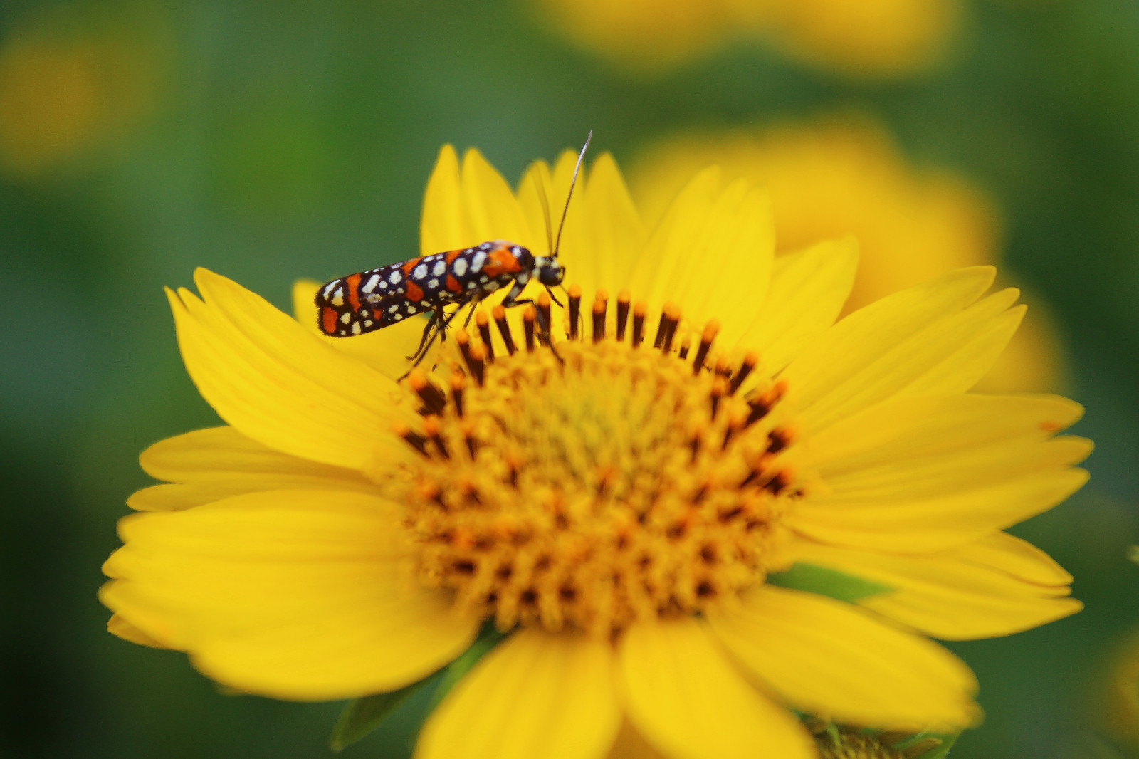 Wallpaper : flower, yellow, flor, insecto 4917x3278 - - 1118215 - HD ...