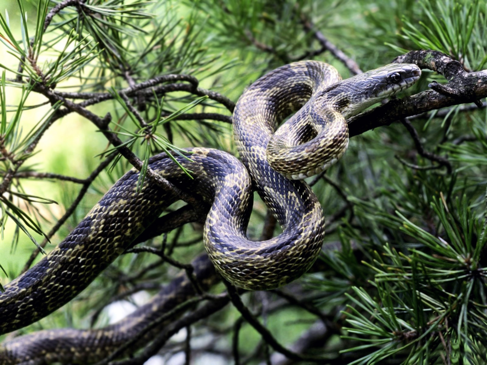 ramo, serpente, natura, abete, serpente, albero, rami, rettile, fauna, vertebrato, botanica, fotografia macro, rettile scala, Boas, Colubridae, giarrettiera serpente, serpente dell'erba