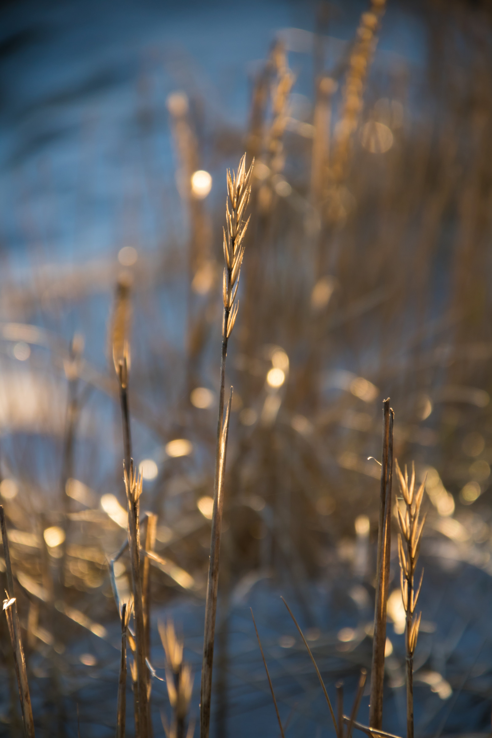 sollys, solnedgang, vand, natur, afspejling, græs, himmel, vinter, afdeling, solopgang, aften, morgen, frost, skumring, Fryser, lys, træ, efterår, blad, blomst, daggry, plante, sæson, ljus, gr s, b ste, makrofotografering, græs familie