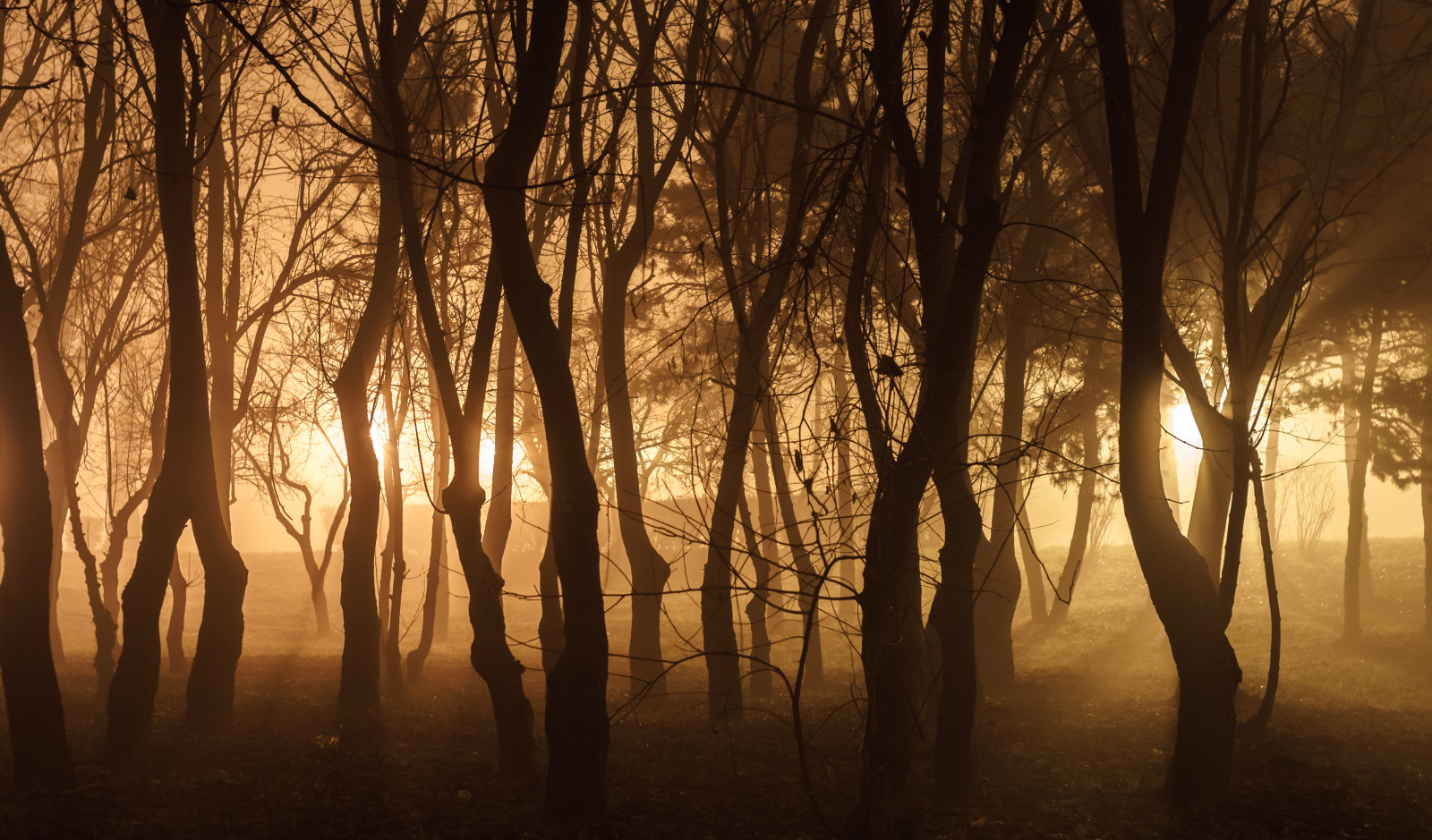 slunečnímu záření, stromy, les, západ slunce, Příroda, větev, svítání, Rumunsko, večer, ráno, mlha, slunce, atmosféra, 35MM, Němec, Carl, světlo, strom, podzim, mlha, list, svítání, rostlina, sezóna, Zeiss, tma, M42, Jena, outstandingromanianphotographers, zálesí, místo výskytu, přírodní prostředí, atmosférický jev, dřevina, flektogon, F24