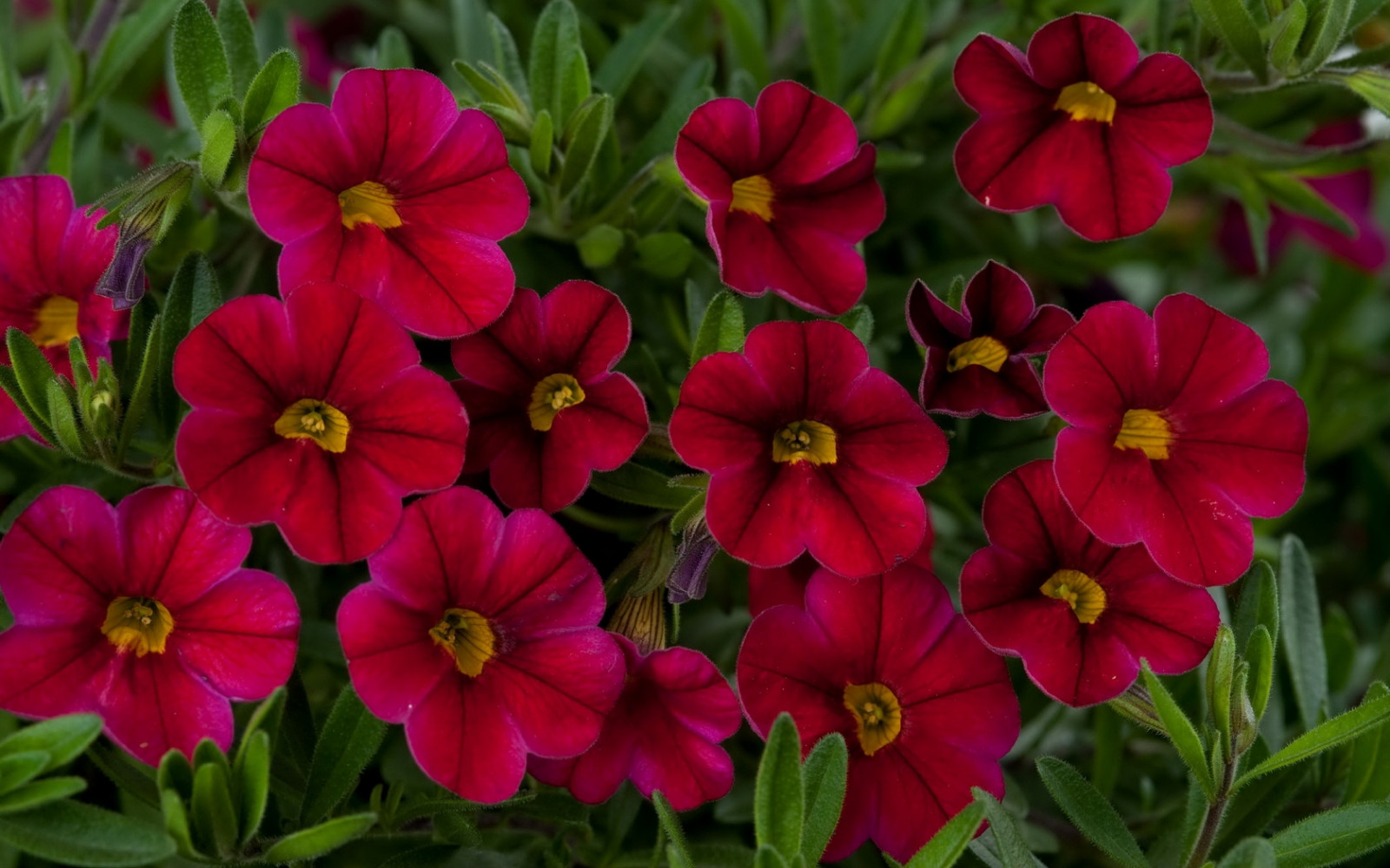 bloemen, rood, groen, bloem, fabriek, flora, bloemblad, landplant, bloeiende plant, detailopname, eenjarige plant, garden cosmos, kalibrahoa