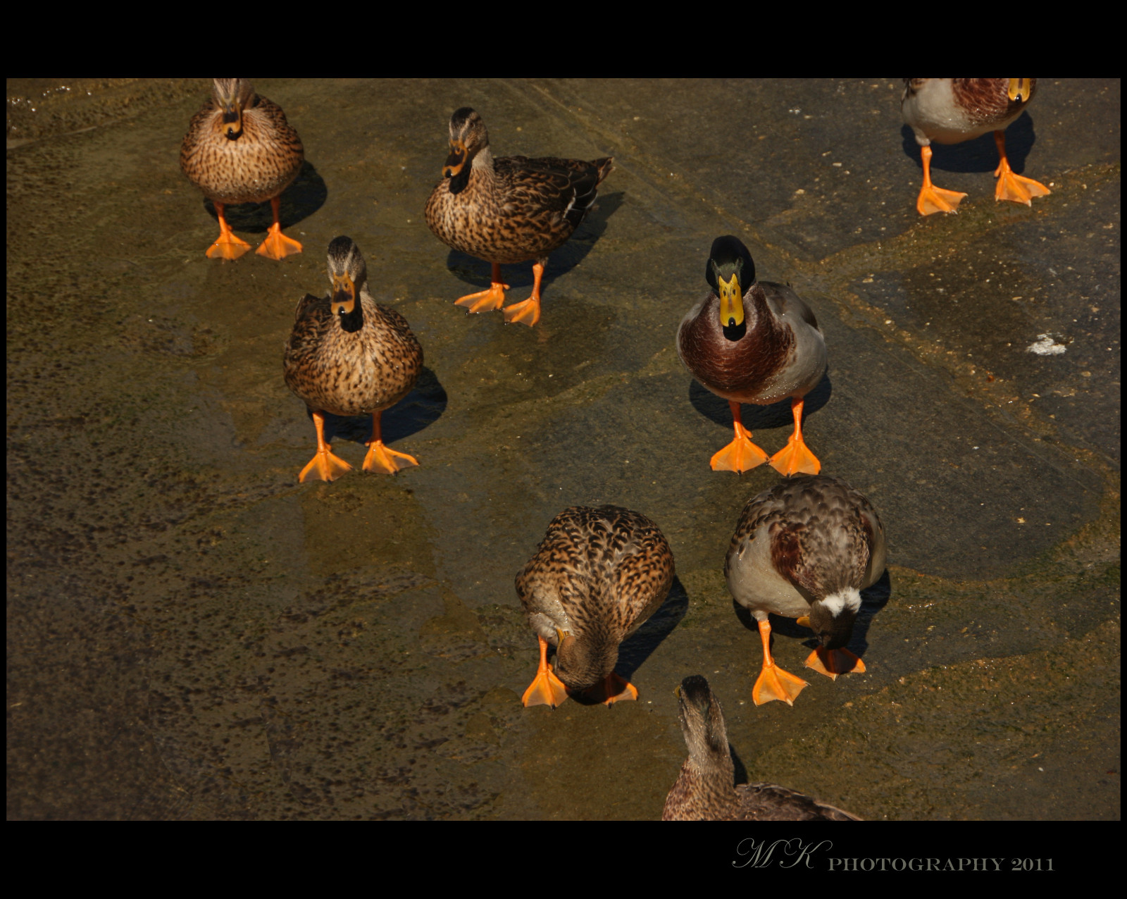 Wallpaper wildlife, feet, orange, duck, flickr, gallery, wing, fauna, screenshot, waterfowl