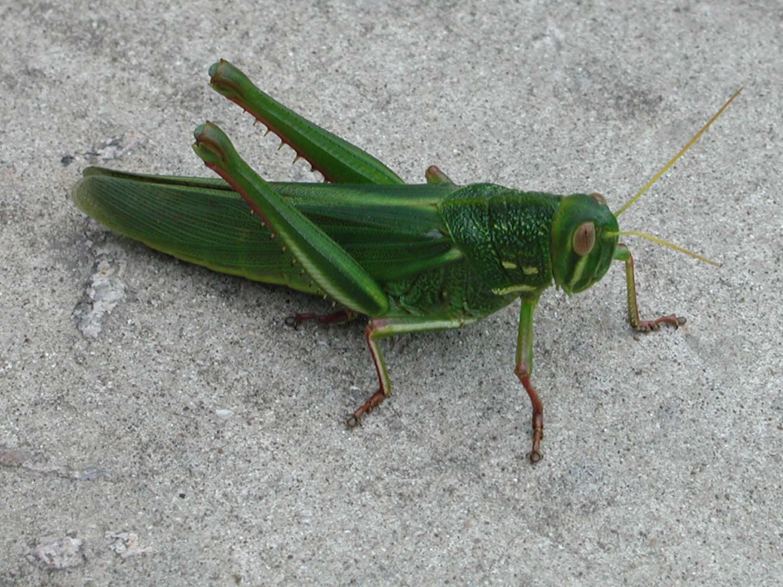 Cale "grasshopper". Два кузнечика. Жук кобылка. Виды саранчи. Кузнечик саранча сверчок богомол.