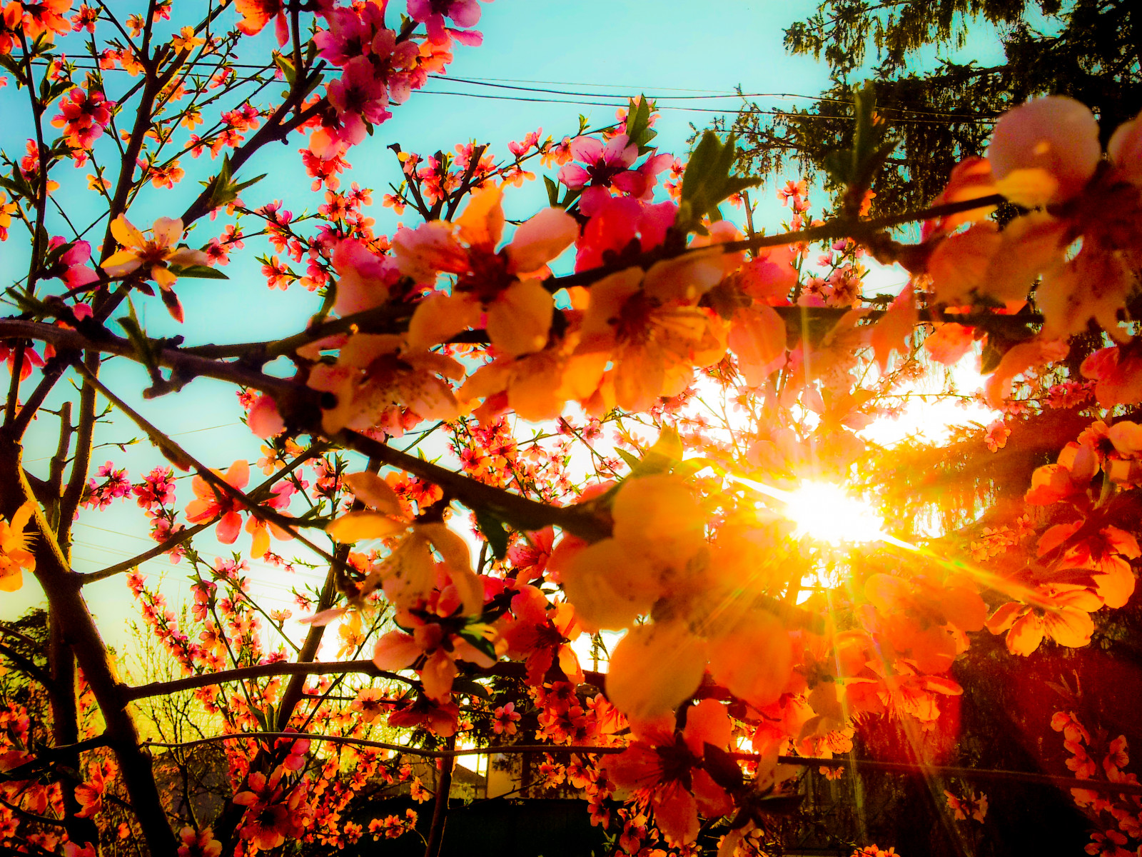 růžový, modrý, nebe, slunce, květ, strom, den, jasný, Samsung, Konec, klidný, s2, reedom