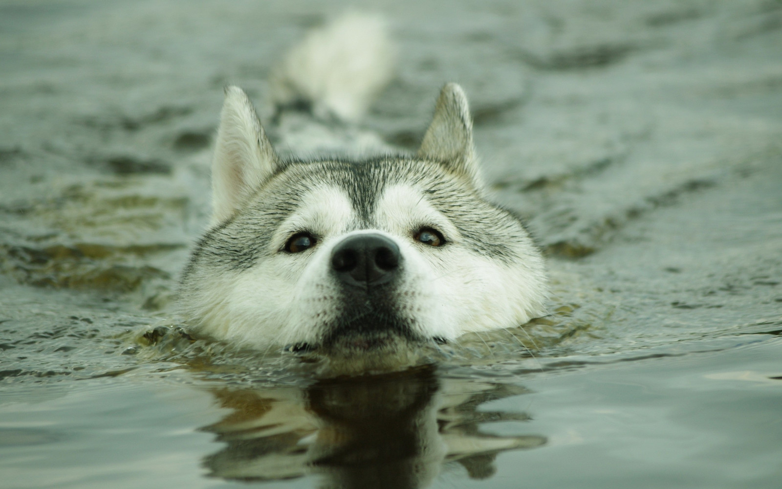 Wallpaper water, Siberian Husky, Alaskan Malamute, dogs, vertebrate, dog like mammal, dog