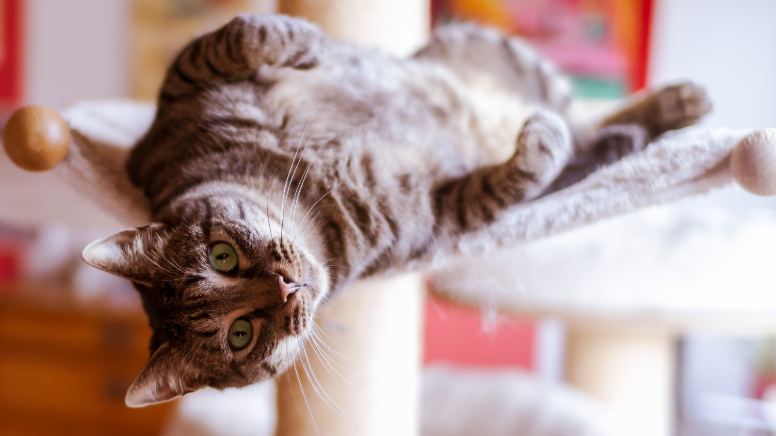 แมว, เสือ, ขนสัตว์, เครา, แฮร์รี่, น่ารัก, ลูกแมว, ผ่อนคลาย, แมวเหมือนสัตว์เลี้ยงลูกด้วยนม, แมวขนาดเล็กถึงขนาดกลาง, carnivoran, dragon li