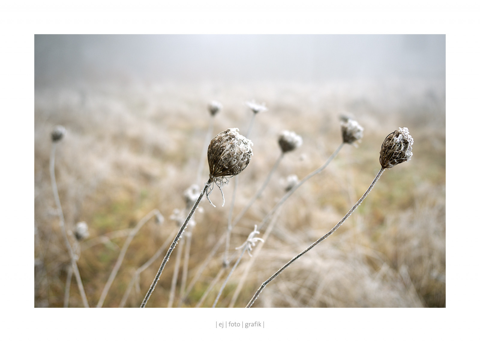 stromy, krajina, Příroda, tráva, nebe, fotografování, mraky, zelená, Německo, slunce, panoráma, Olympus, světlo, podzim, mlha, flickr, Nový, květ, prozkoumat, flóra, stezka, zajímavý, OMD, EM5, web |, většina, MFT, prérie, počítač tapeta, zblízka, makro fotografie, tráva rodina, závod stonek, zboží, ekoregion, Mettlach, microfourthird, 1240mm, Ejfotografik, zbývají 4 dny, stock photography