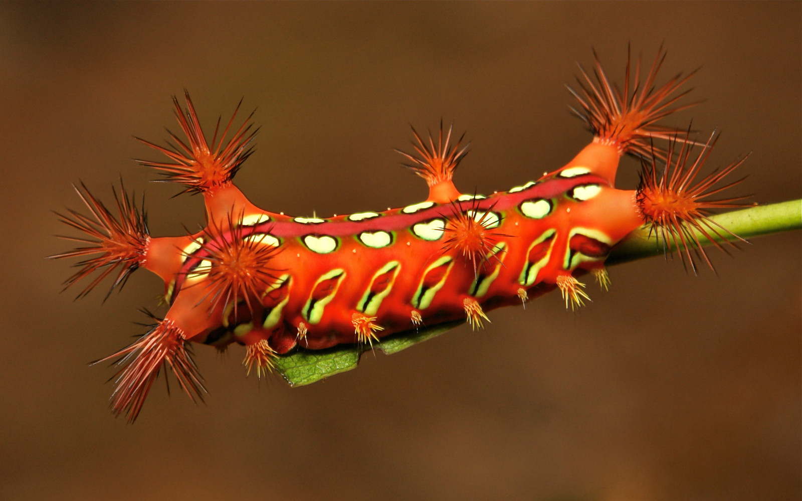 Fond d'écran chenille, insecte, larve, invertébré, Photographie macro, Mites et papillons