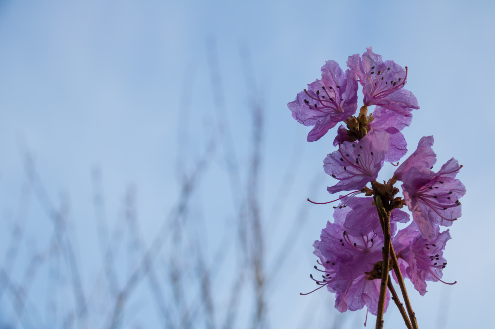 vinter, afdeling, cherry blossom, blomst, lyserød, forår, Rhododendron, træ, blomst, plante, sæson, flora, v r, forår, Alnarp, kronblad, Blom, rosa, wildflower, jord plante, blomstrende plante, makrofotografering