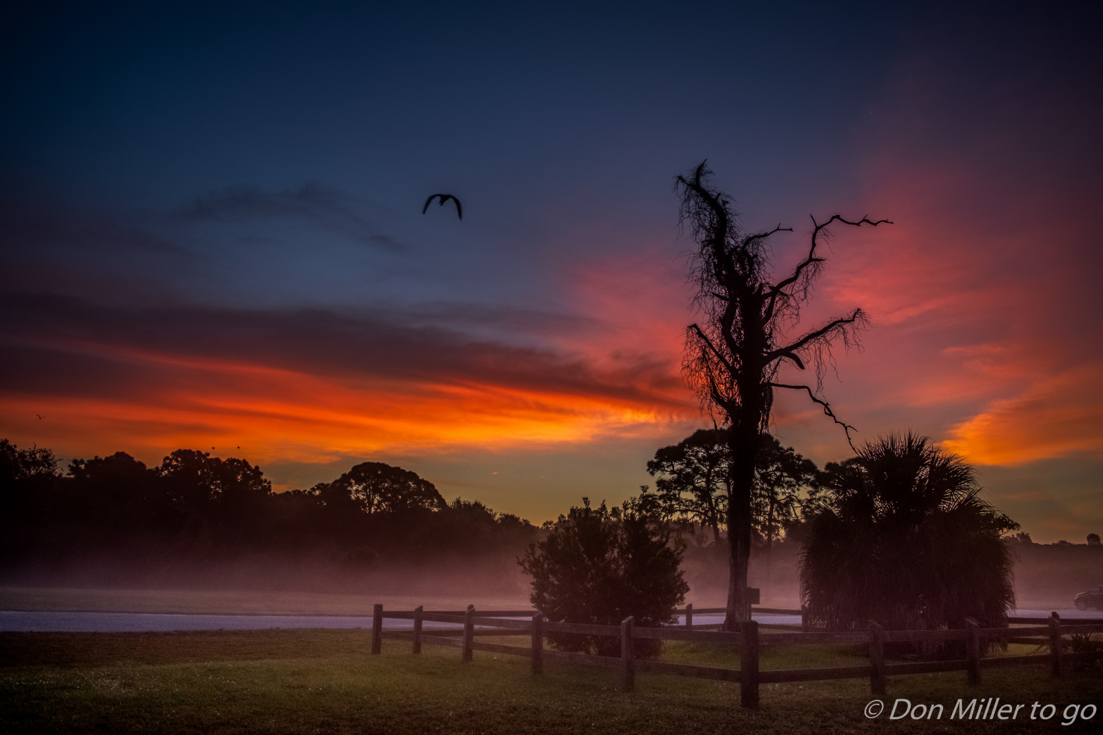 sollys, solnedgang, nat, natur, himmel, solopgang, aften, morgen, Sol, HDR, horisont, atmosfære, skumring, Florida, Sky, træ, daggry, goldenhour, 3xp, hdrphotography, venicerookery, silhuetter, skycandy, Skyskrabere, D5500, 3exposures, hdlandscape, atmosfærisk fænomen, efterglød, rød himlen om morgenen