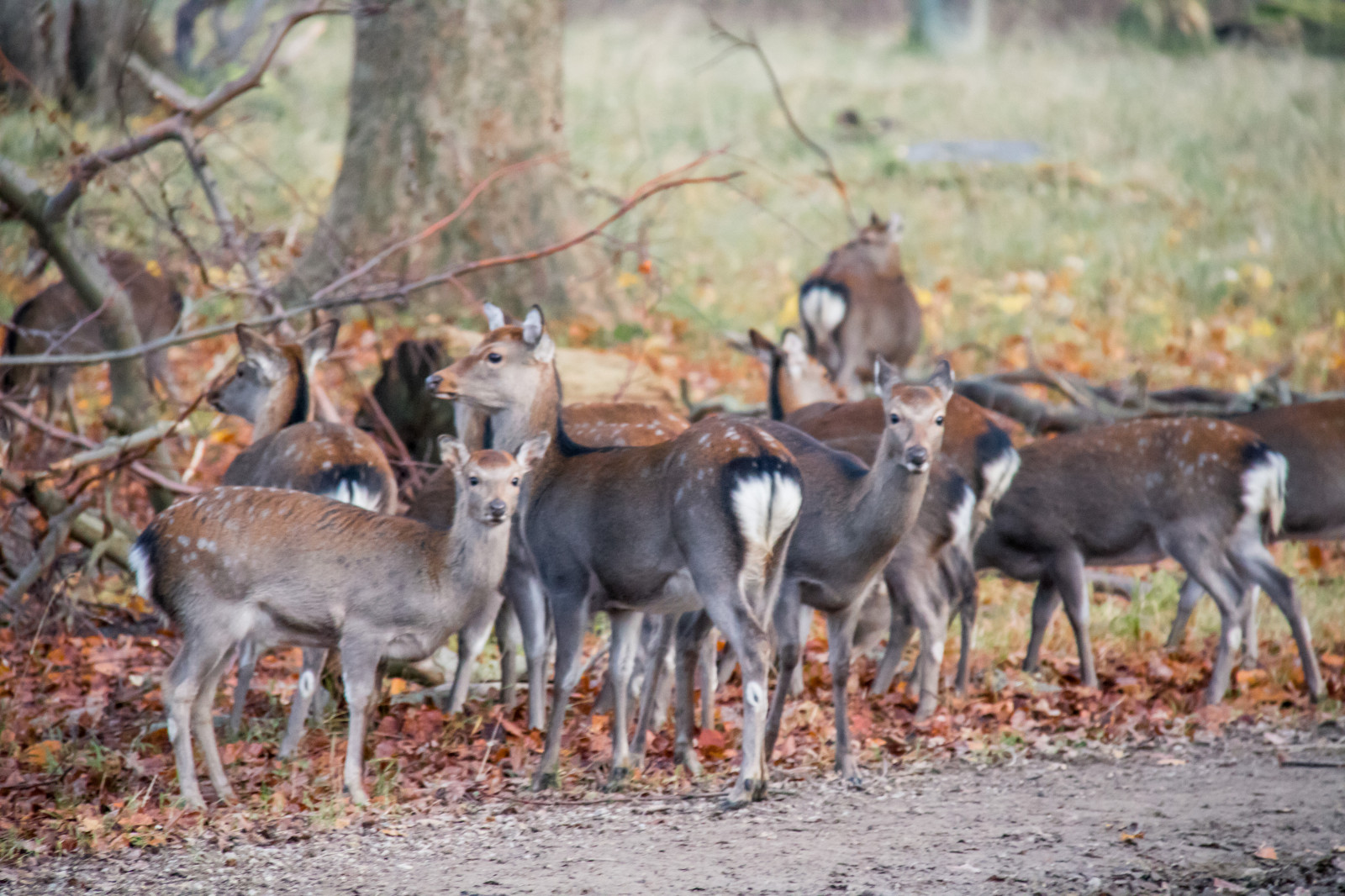 Hintergrundbilder Wald, Hirsch, Park, Tierwelt, Dänemark, Herbst
