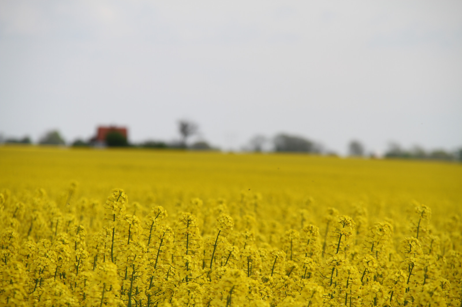 krajina, jídlo, tráva, pole, žlutý, řepkového, květ, lučina, rostlina, venkov, znásilnění, nárazy, řepka, zemědělství, louka, prostý, prérie, oříznutí, venkov, vyrobit, suchozemská rostlina, kvetoucí rostlina, tráva rodina, zeleninový, brassica, hořčice závod, brassica rapa, hořčice a zelí rodina