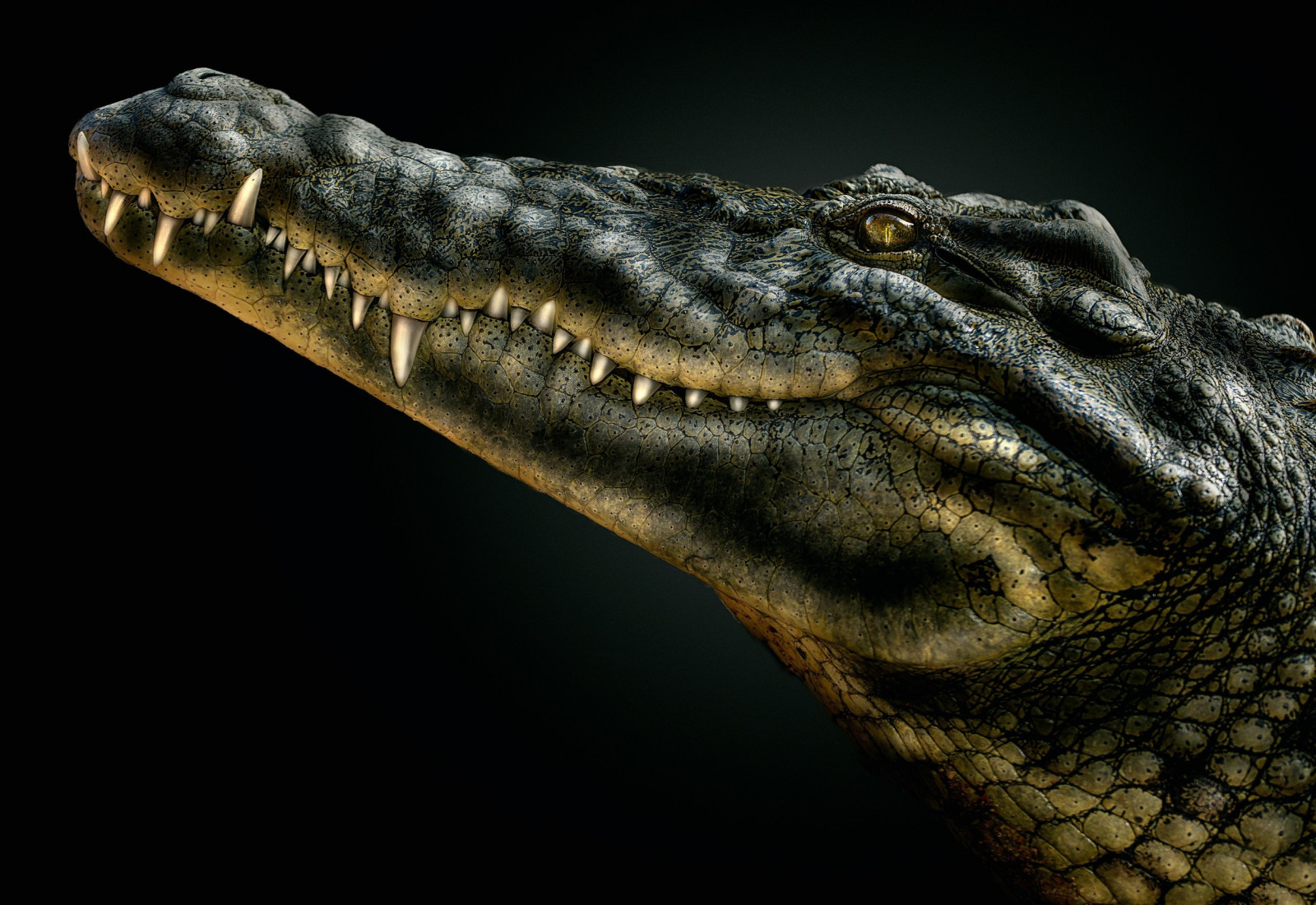 dyr, krokodiller, VelociRaptor, krybdyr, krokodille, fauna, dinosaurus, alligator, tæt på, makrofotografering, tyrannosaurus, crocodilia, amerikansk alligator, nile krokodille, 2499x1719 px
